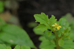 Cardamine trichocarpa